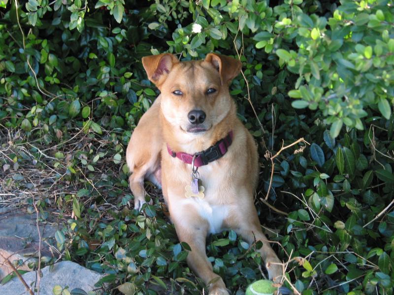 This is my dog Fletch. He is cute.